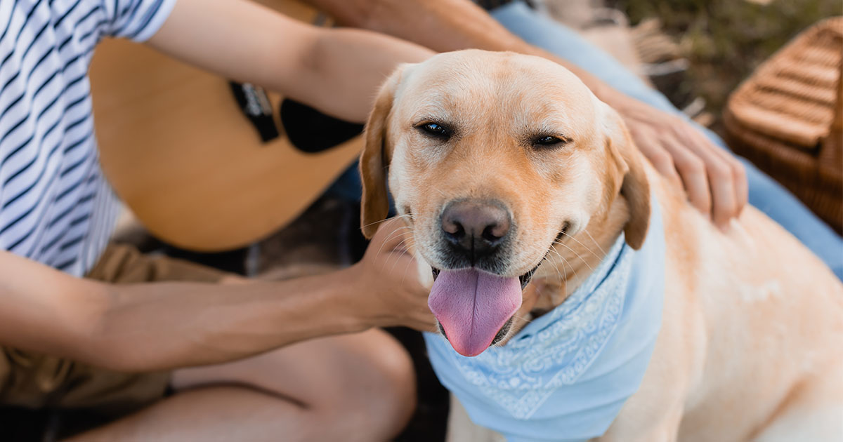 Hund kuschelt im Haus